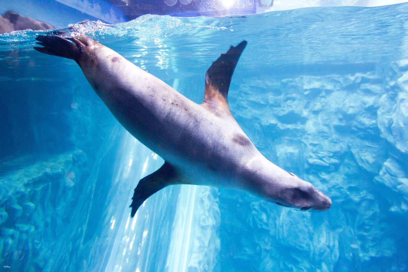 Lotte World Aquarium Ticket - Photo 1 of 10